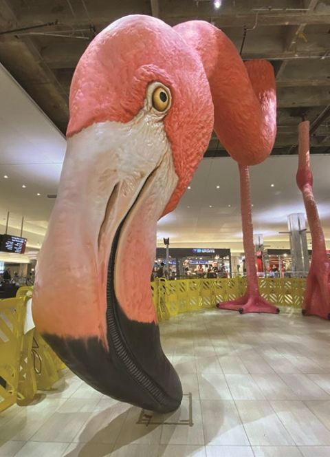 The Flamingo Has Landed - Tampa International Airport (TPA)