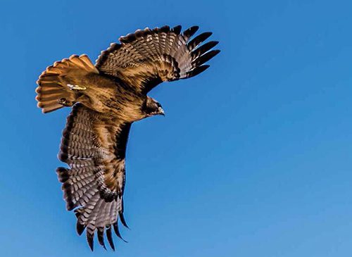 Peoria Int’l Decreases Bird Strikes With Rodent Control Campaign