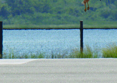 Vancouver Int’l & Yakima Air Terminal-McAllister Field Share Tips for Managing Wildlife