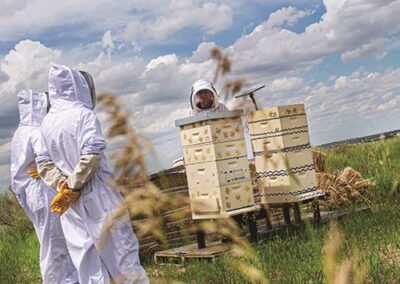 Airport Apiaries Foster Crop Pollination, Support Land Stewardship