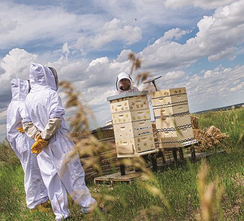 Airport Apiaries Foster Crop Pollination