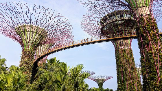 Singapore Botanical Gardens