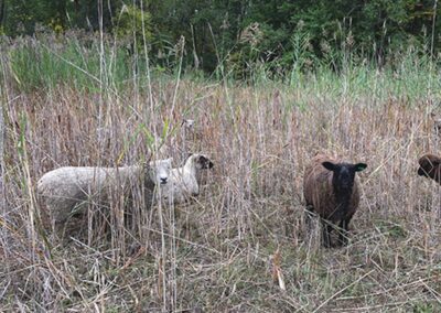 Appleton Int’l Puts Sheep to Work on Conservancy Wetlands