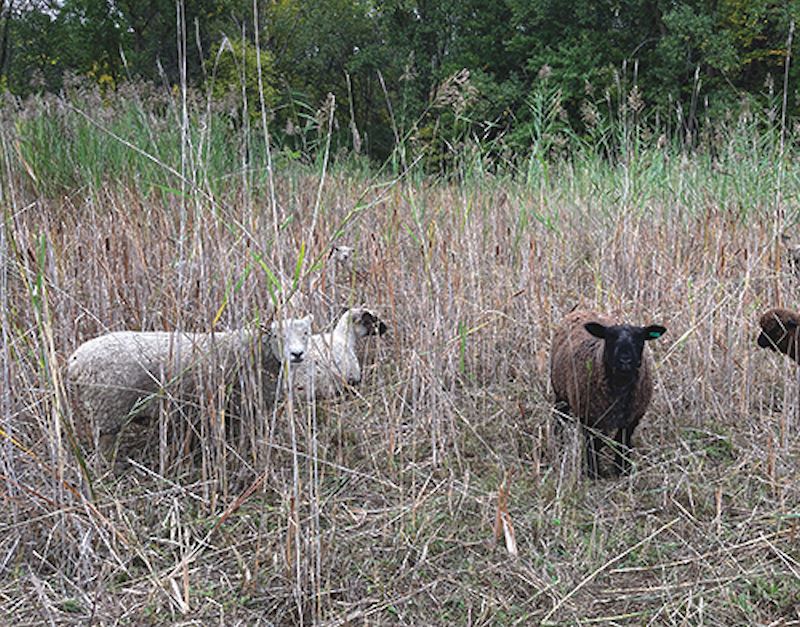 Appleton Int’l Puts Sheep to Work on Conservancy Wetlands
