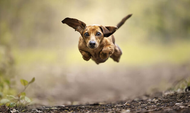 Doggone Effective – Billy Bishop Toronto City Airport (YTZ)
