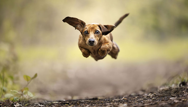 Doggone Effective - Billy Bishop Toronto City Airport (YTZ)
